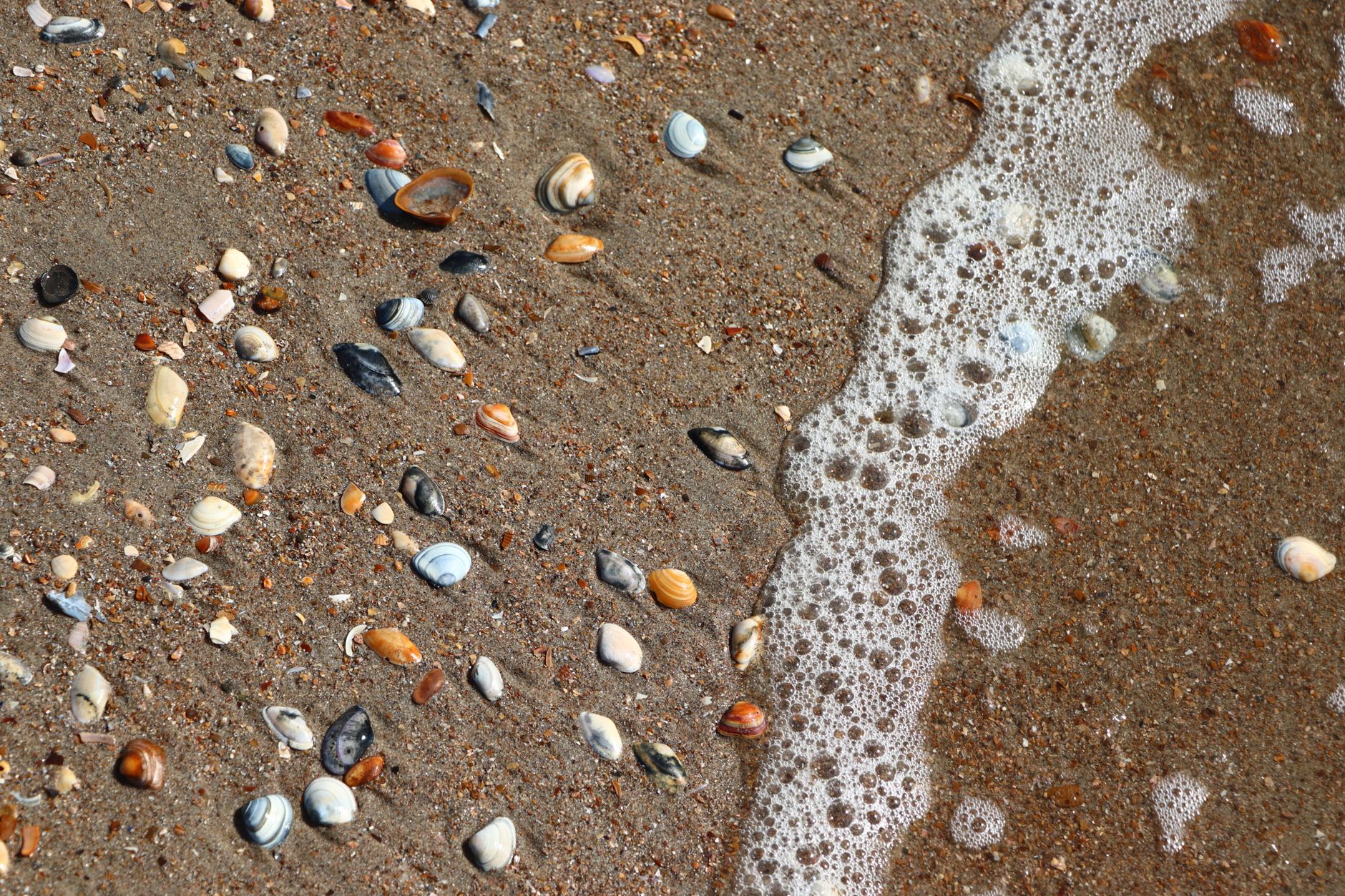Close-up of pebbles and shoreline on a Gulf-coast Florida beach